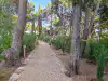 View of a pathway continuing through the trees in Gradac Park