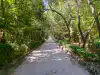 Tree-lined sandy walkway in Trsteno Arboretum leading toward distant sea terrace