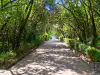 Sandy walkway through Trsteno Arboretum approaching the coastal sea terrace