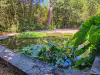 View looking across the water lily-filled basin of Poseidon fountain in Trsteno Arboretum